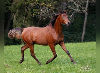 Ägyptischer Araber, Hengst, 3 Jahre, 155 cm, Brauner