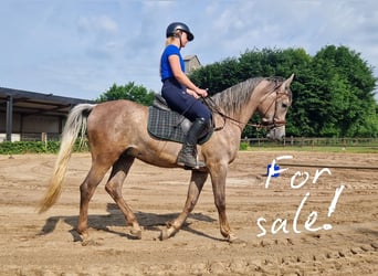Ägyptischer Araber, Hengst, 3 Jahre, 155 cm, Fliegenschimmel