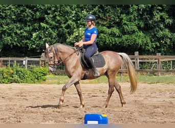 Ägyptischer Araber, Hengst, 3 Jahre, 155 cm, Fliegenschimmel