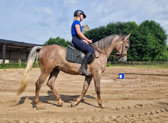 Ägyptischer Araber, Hengst, 3 Jahre, 155 cm, Fliegenschimmel