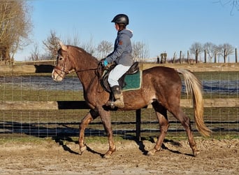 Ägyptischer Araber, Hengst, 3 Jahre, 155 cm, Fliegenschimmel
