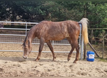 Ägyptischer Araber, Hengst, 3 Jahre, 155 cm, Fliegenschimmel