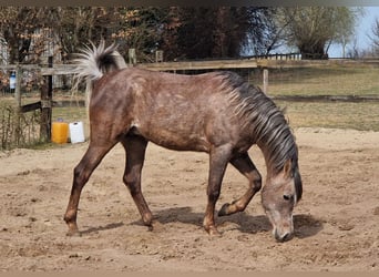 Ägyptischer Araber, Hengst, 3 Jahre, 155 cm, Fliegenschimmel