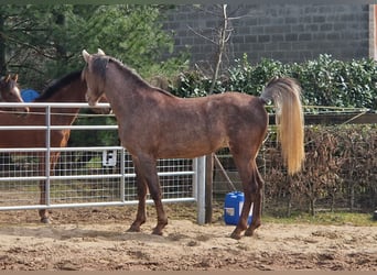 Ägyptischer Araber, Hengst, 3 Jahre, 155 cm, Fliegenschimmel