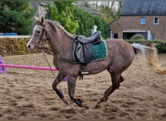Ägyptischer Araber, Hengst, 3 Jahre, 155 cm, Fliegenschimmel