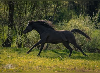 Ägyptischer Araber, Hengst, 3 Jahre, 155 cm, Rappe