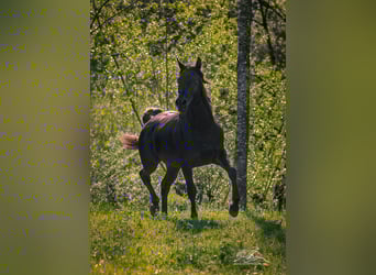Ägyptischer Araber, Hengst, 3 Jahre, 155 cm, Rappe