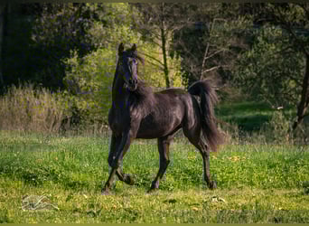 Ägyptischer Araber, Hengst, 3 Jahre, 155 cm, Rappe