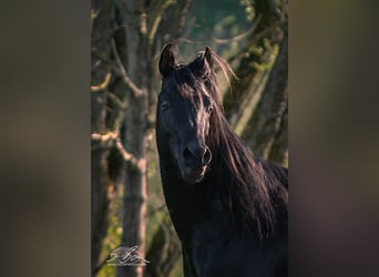 Ägyptischer Araber, Hengst, 3 Jahre, 155 cm, Rappe