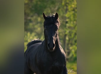 Ägyptischer Araber, Hengst, 3 Jahre, 155 cm, Rappe