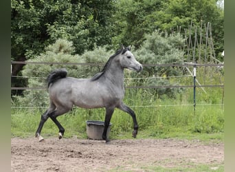 Ägyptischer Araber, Hengst, 3 Jahre, 155 cm, Schimmel