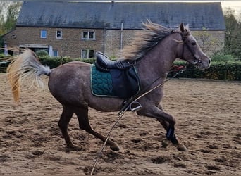 Ägyptischer Araber, Hengst, 3 Jahre, 158 cm, Fliegenschimmel