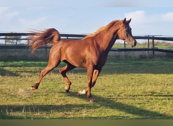 Ägyptischer Araber, Hengst, 4 Jahre, 156 cm, Fuchs