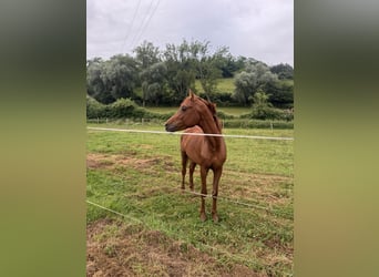 Ägyptischer Araber, Hengst, 5 Jahre, 150 cm, Fuchs