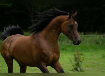Ägyptischer Araber, Hengst, 5 Jahre, 151 cm, Brauner