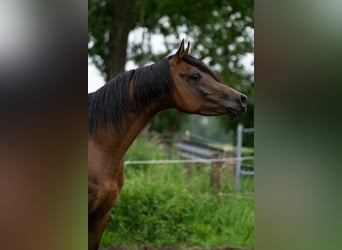 Ägyptischer Araber, Hengst, 5 Jahre, 151 cm, Brauner