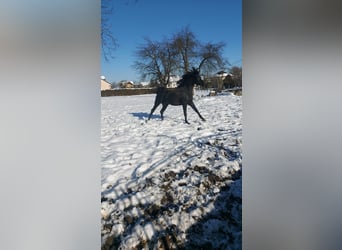 Ägyptischer Araber, Hengst, 5 Jahre, 158 cm, Rappe