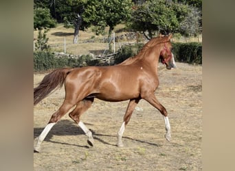 Ägyptischer Araber, Hengst, 5 Jahre, Fuchs