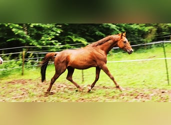 Ägyptischer Araber, Hengst, 7 Jahre, 148 cm, Fuchs