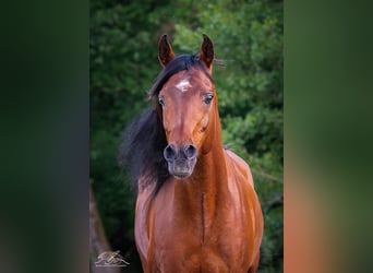Ägyptischer Araber, Hengst, 8 Jahre, 157 cm, Brauner