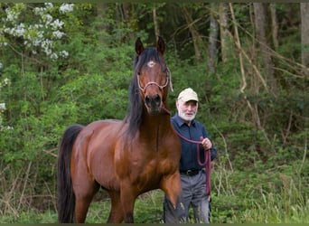 Ägyptischer Araber, Hengst, 8 Jahre, 157 cm, Brauner
