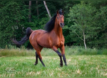 Ägyptischer Araber, Hengst, 8 Jahre, 157 cm, Brauner