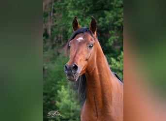Ägyptischer Araber, Hengst, 8 Jahre, 157 cm, Brauner