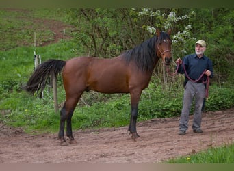 Ägyptischer Araber, Hengst, 8 Jahre, 157 cm, Brauner