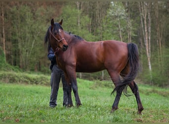 Ägyptischer Araber, Hengst, 8 Jahre, 157 cm, Brauner