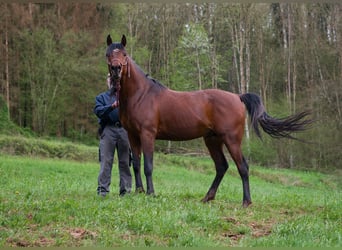 Ägyptischer Araber, Hengst, 8 Jahre, 157 cm, Brauner