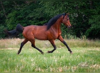 Ägyptischer Araber, Hengst, 8 Jahre, 157 cm, Brauner
