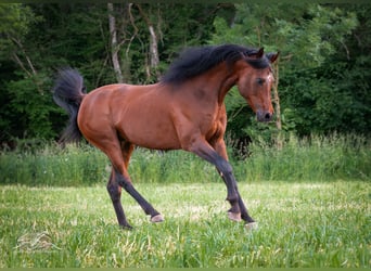 Ägyptischer Araber, Hengst, 8 Jahre, 157 cm, Brauner