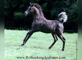 Ägyptischer Araber, Hengst, Fohlen (03/2025), 154 cm, Rappe