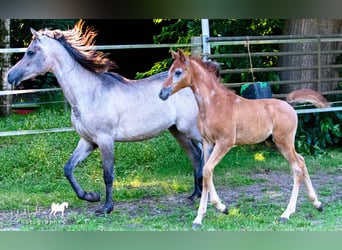 Ägyptischer Araber, Hengst, Fohlen (04/2024), 155 cm, Kann Schimmel werden