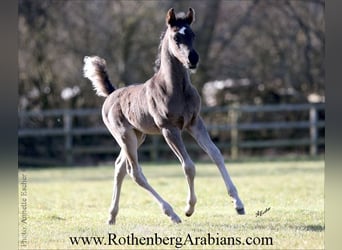 Ägyptischer Araber, Hengst, Fohlen (04/2026), 155 cm, Rappe