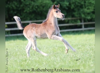 Ägyptischer Araber, Hengst, , 155 cm, Rappe