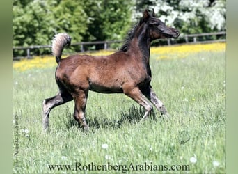 Ägyptischer Araber, Hengst, , 155 cm, Rappe