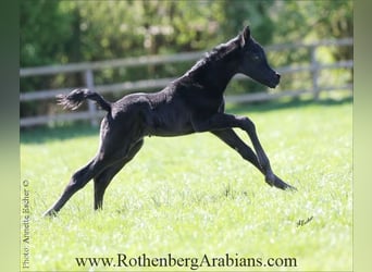 Ägyptischer Araber, Hengst, , 155 cm, Rappe