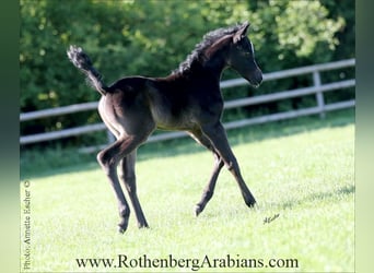 Ägyptischer Araber, Hengst, , 155 cm, Rappe