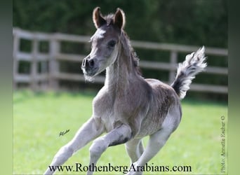 Ägyptischer Araber, Hengst, , 155 cm, Rappe