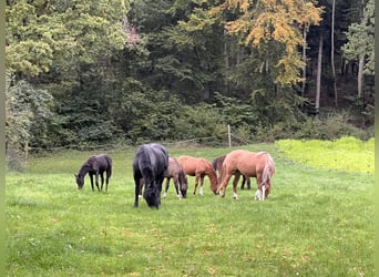 Ägyptischer Araber, Hengst, Fohlen (05/2024), Rappe