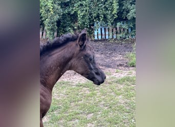 Ägyptischer Araber, Hengst, Fohlen (05/2024), Rappe