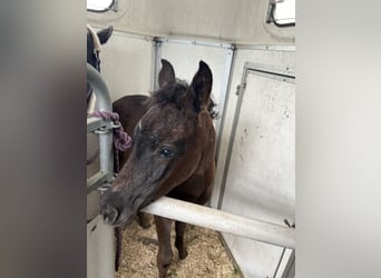 Ägyptischer Araber, Hengst, Fohlen (05/2024), Rappe