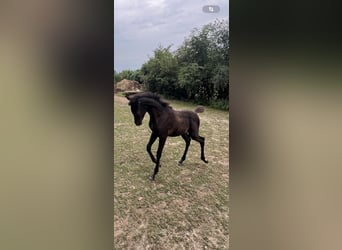 Ägyptischer Araber, Hengst, Fohlen (05/2024), Rappe