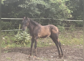 Ägyptischer Araber, Hengst, Fohlen (05/2024), Rappe