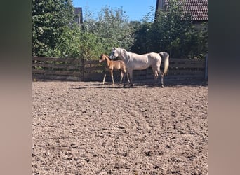 Ägyptischer Araber, Hengst, Fohlen (05/2026), Schimmel