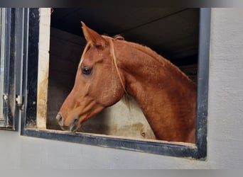 Ägyptischer Araber, Hengst, 4 Jahre, 156 cm, Fuchs