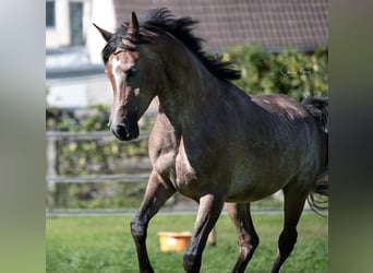 Ägyptischer Araber, Hengst, 4 Jahre, 153 cm, Kann Schimmel werden