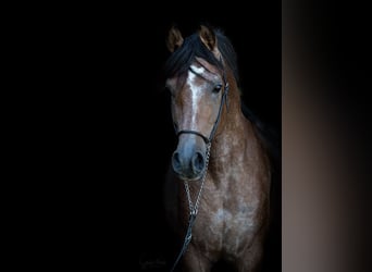 Ägyptischer Araber, Hengst, 4 Jahre, 153 cm, Kann Schimmel werden