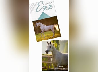 Ägyptischer Araber, Hengst, 4 Jahre, 155 cm, Rabicano